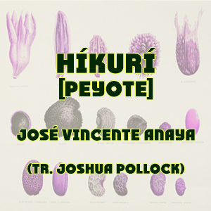 Híkuri (Peyote)